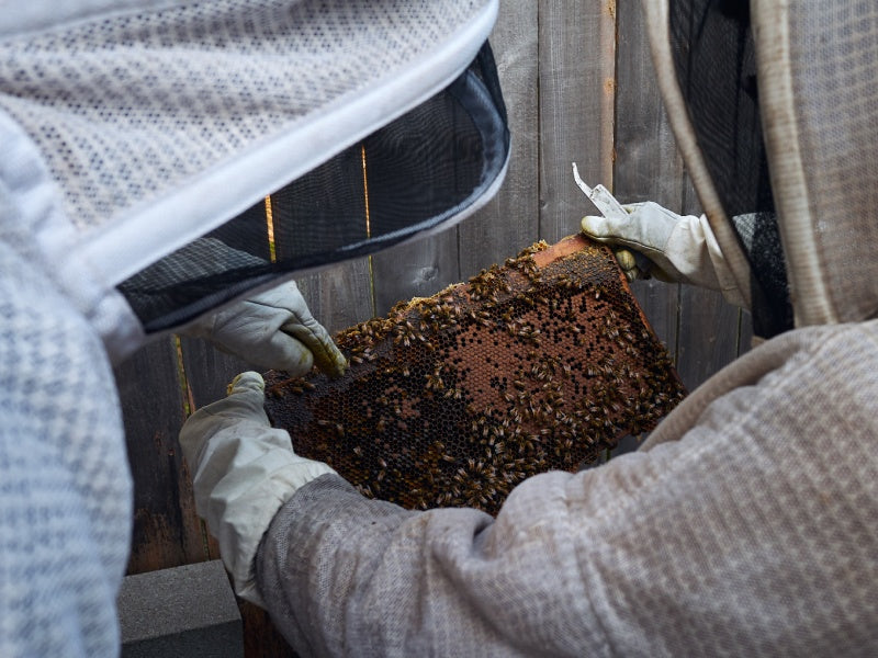 Bee2Bee Honey Collective photo 9