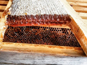 Houston Honeycomb